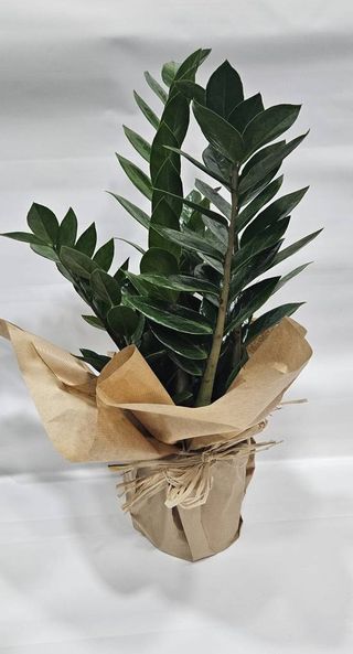 Zamioculca - Planta da Fortuna