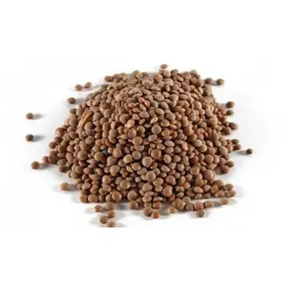 Lenjeta Pardina (Aprox 500 Gr.)