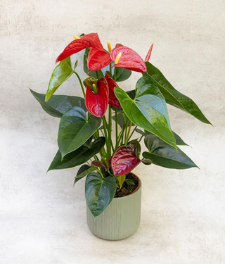 Anthurium Rojo