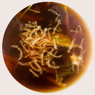 Sopa de Aletas de Tiburón