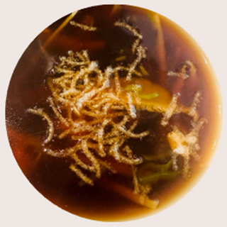 Sopa de Aletas de Tiburón