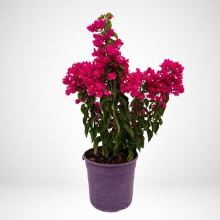 Pianta fiorita piccola