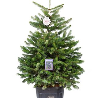 Albero di natale h 120/130cm.