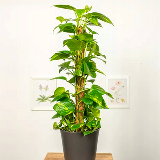 ScindapsusPlus na pniu 