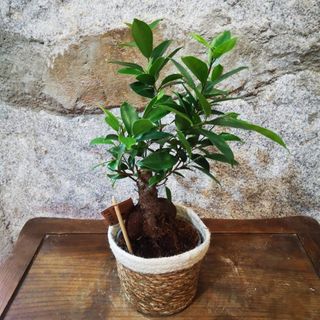 Bonsai ficus