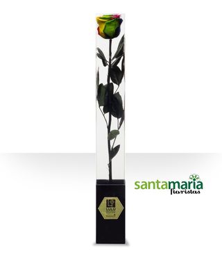 Rosa Preservada Rainbow