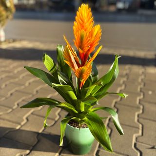 Жълто-оранжева Вризея