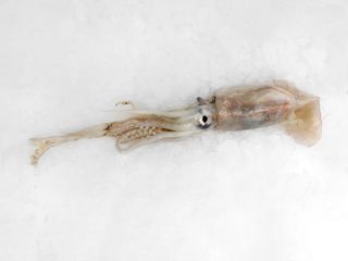 Totan - Illex coindetii SQM