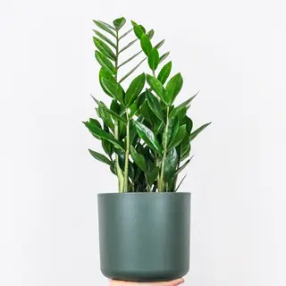 Zamioculca (Planta ZZ)