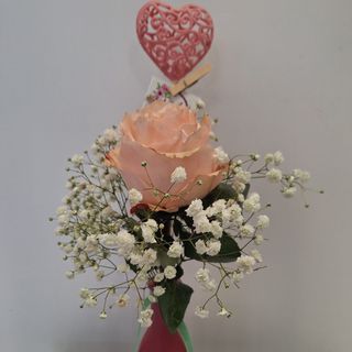 Violetero con Rosa Rosa