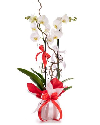 Aranjament orhidee Phalaenopsis albă cu ambalaj elegant