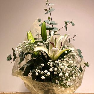 Un Lilium Blanco Con Paniculata