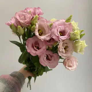 Eustoma różowa 