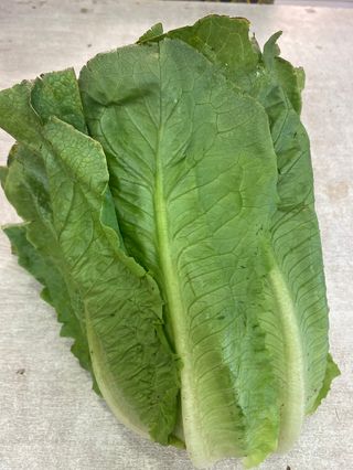 Lechuga Romana