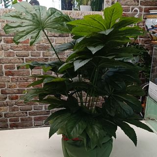 Pianta aralia artificiale