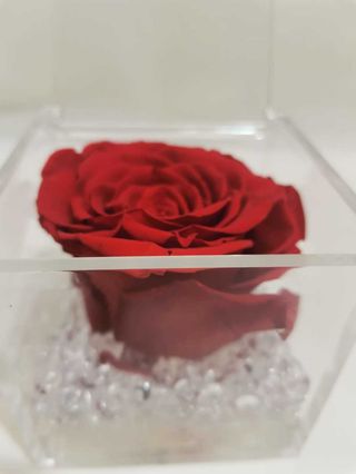 Cubo 8x8 con rosa rossa media