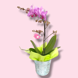 Capricho Floral