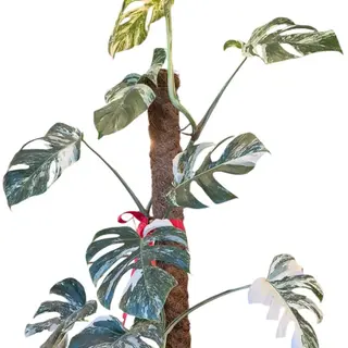 Monstera Deliciosa - Albo Variegad 