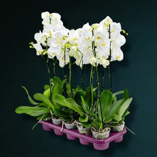 Orhidee Phalaenopsis Alba