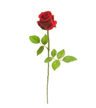 24 Rose rosse gambo corto