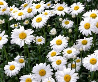 Ceai MUSETEL -vrac 500 g