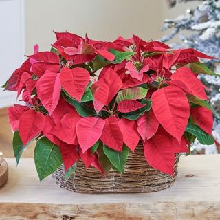 Canasta con 2 plantas de Navidad