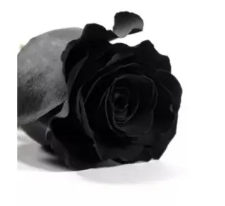 Rosa Eterna Grande Negra