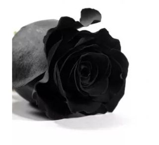 Rosa Eterna Grande Negra