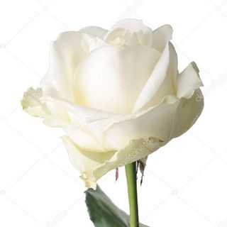 RÓŻA BIAŁA 9 SZTUK 