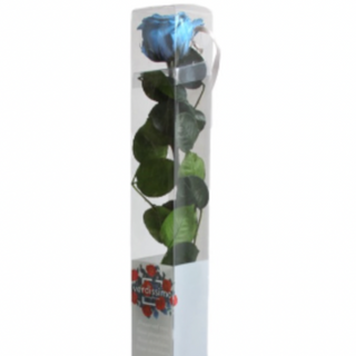 Rosa Preservada (Celeste)