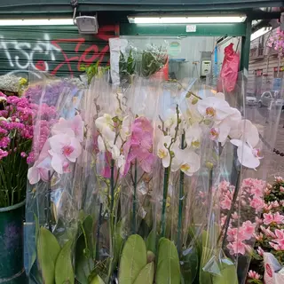 L'orchidea Phalaenopsis