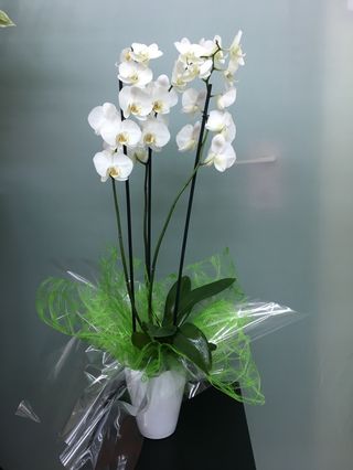 Orquídea phalaenopsis con macetero