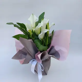 Pianta di calla colori misti.