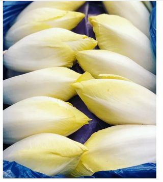 Insalata belga 500 gr. ca.