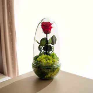 Natura Rose - Rosa Eterna