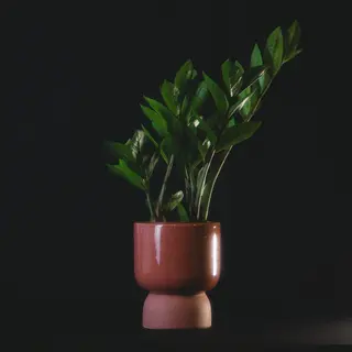 Zamioculca + Maceta cerámica 