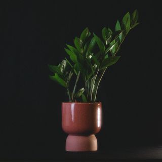 Zamioculca + Maceta cerámica 