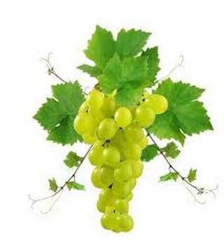 Sauvignon Blanc 2024 12,0% Vol.