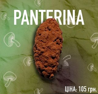 Panterina Kush шишка цукерка