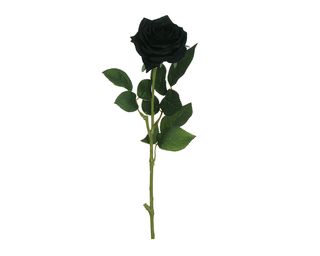 Rosa nera - 1 pezzo