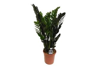 Замиокулкас