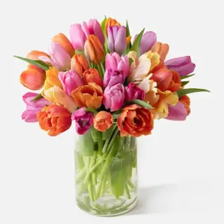 40 Tulipanes
