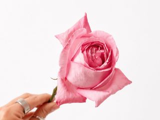 Pink Rose