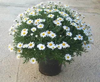 Pianta di margherita 
