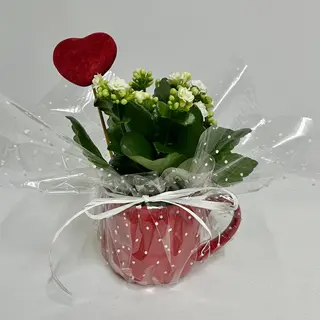 Taza Roja + Kalanchoe