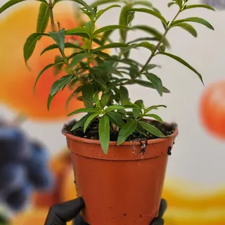 Citronella 