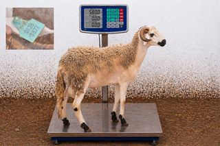 01281877 - 58 Kg
