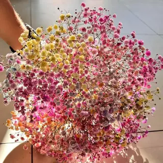 Ramo De Pani-Rainbow