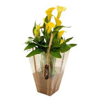 Planta in Ghivece Calle Cadou