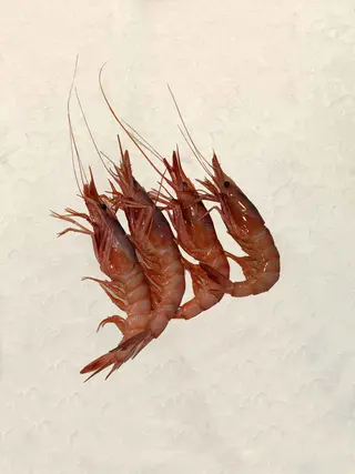 Gamba M-G Vilanova (400 Gr.)